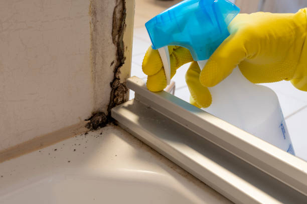 Best DIY Mold Remediation Support Services in Walworth, WI